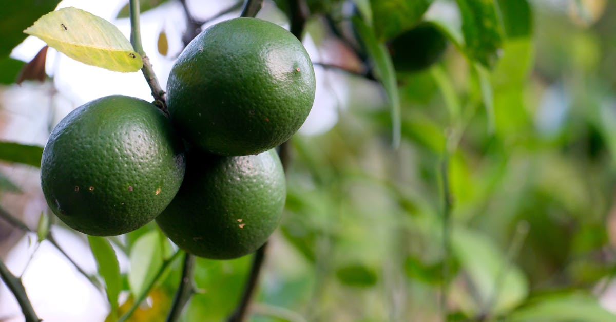 le plâtre à la chaux : un enduit naturel et écologique, idéal pour la finition et la protection des murs, alliant durabilité et esthétisme traditionnel.