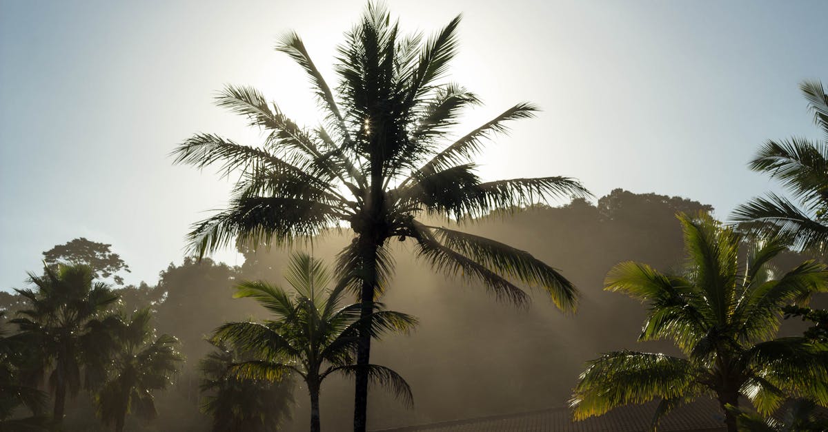 éliminez efficacement les odeurs d'humidité et retrouvez un intérieur frais et sain grâce à nos solutions anti-humidité performantes.