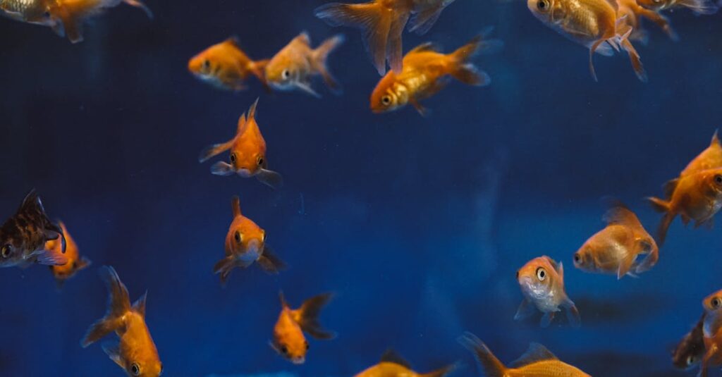 découvrez tout sur les fosses septiques : fonctionnement, entretien et conseils pour une gestion efficace des eaux usées domestiques.