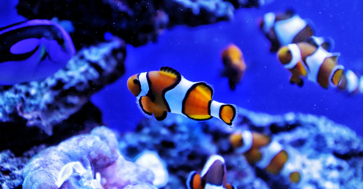 tout savoir sur la fosse septique : fonctionnement, entretien et conseils pour un système d'assainissement efficace et durable.