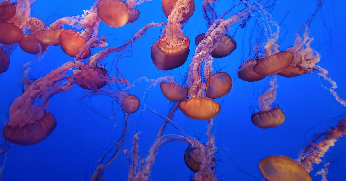 service professionnel de débouchage de fosse septique pour assurer le bon fonctionnement de votre installation et éviter les problèmes de drainage.