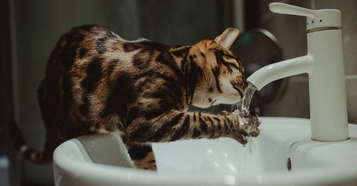 évaluation de la consommation d'eau pour analyser et optimiser l'utilisation des ressources hydriques dans les foyers et les entreprises.