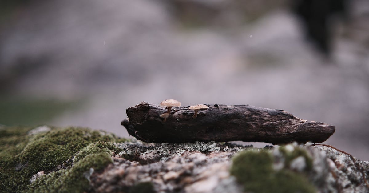 chaudière à granulés de bois : solution économique et écologique pour un chauffage performant et respectueux de l'environnement.