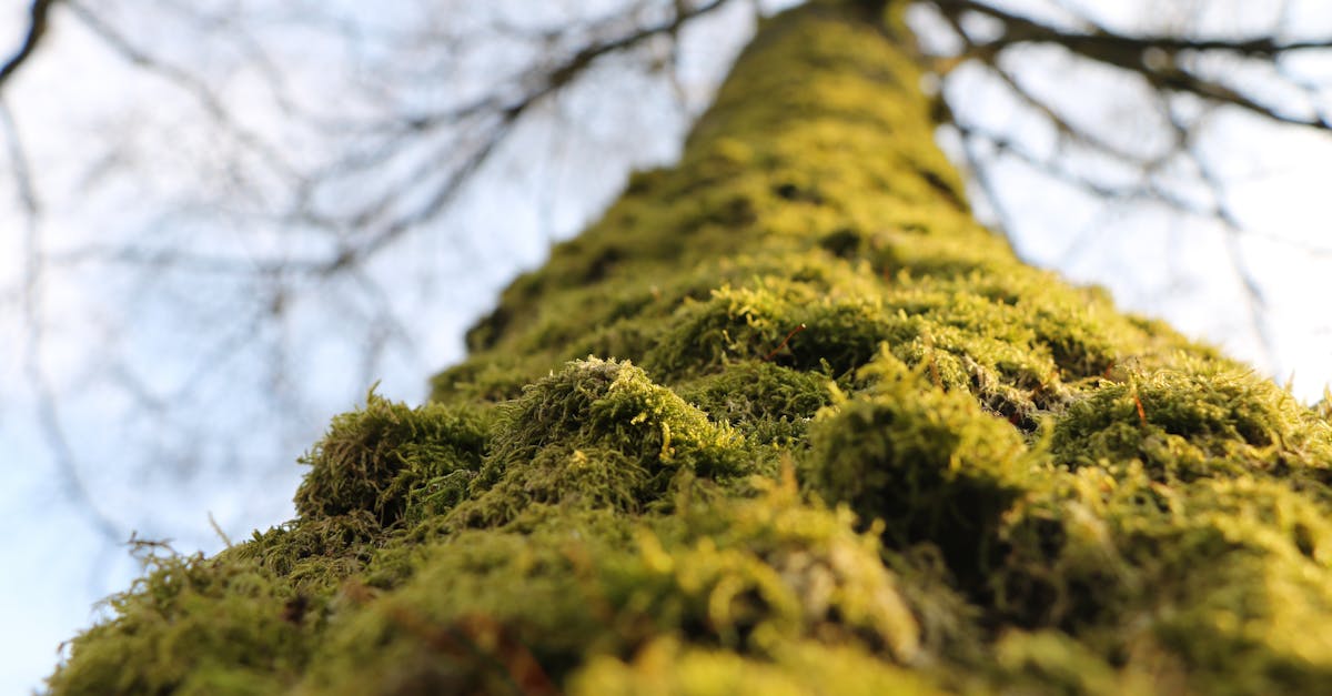 chaudière à granulés de bois : solution écologique et économique pour chauffer votre maison avec des pellets de bois renouvelables et performants.