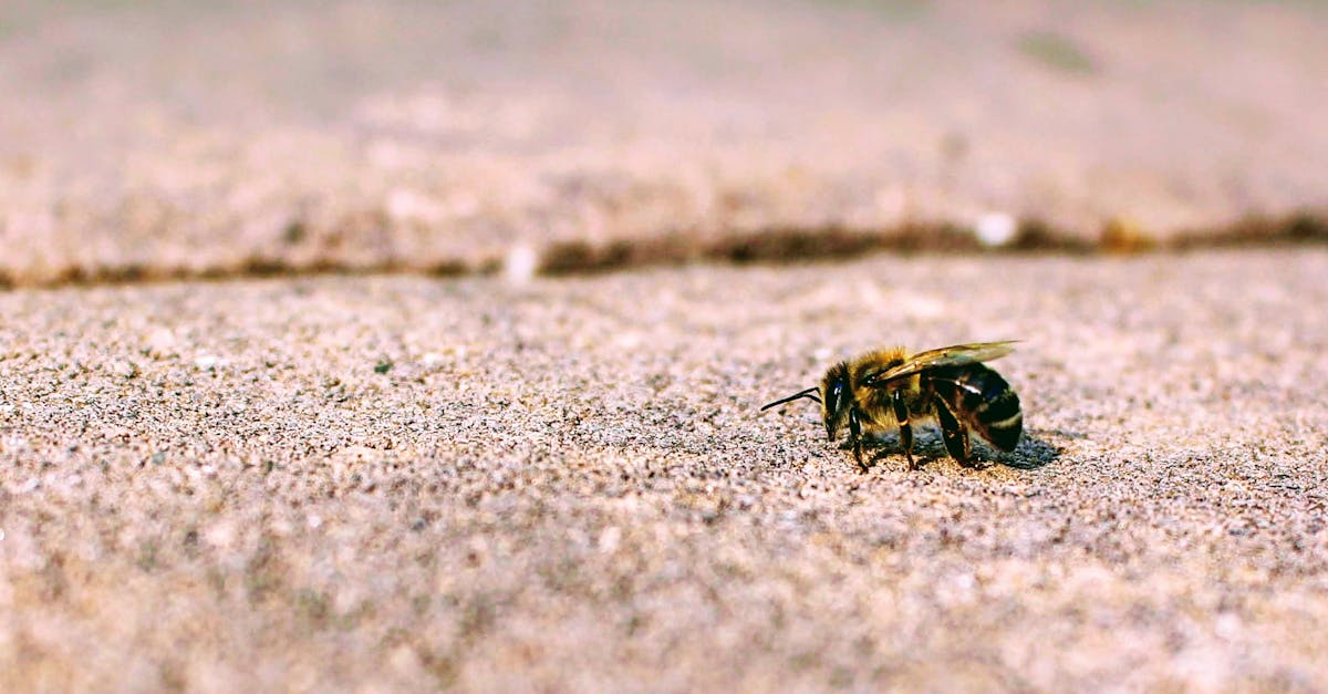 découvrez nos solutions professionnelles de nivellement de sol pour garantir une surface parfaitement plane et durable, adaptée à tous types de projets de construction ou rénovation.