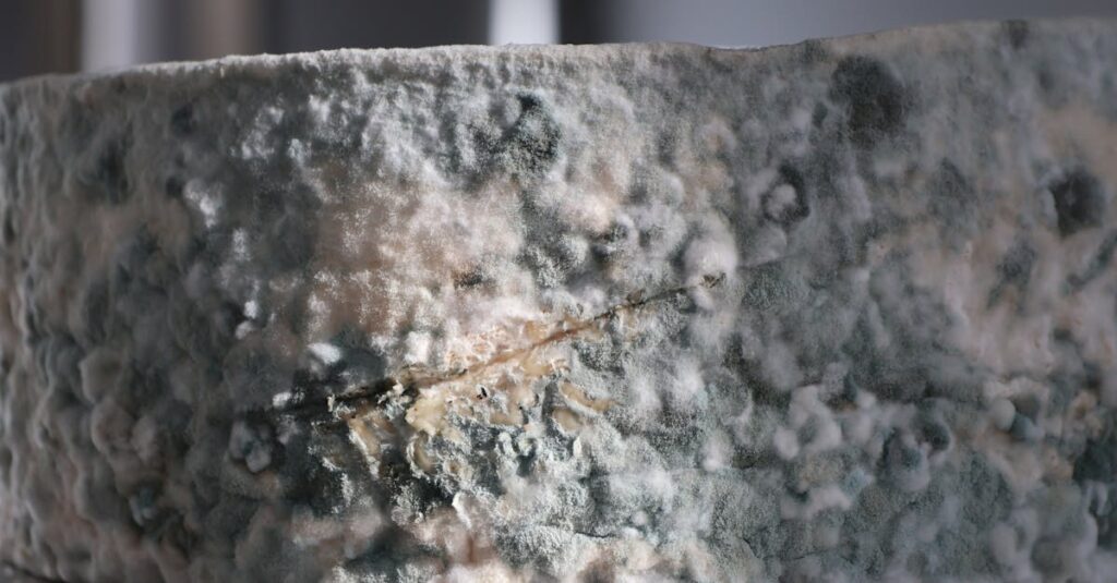 découvrez tout ce que vous devez savoir sur la moisissure : causes, risques pour la santé, et méthodes efficaces pour l'éliminer de votre maison.