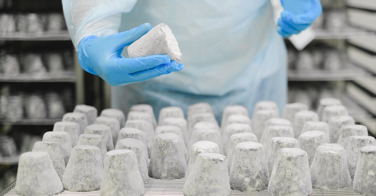 découvrez tout sur la moisissure : identification, prévention et solutions efficaces pour un environnement sain.