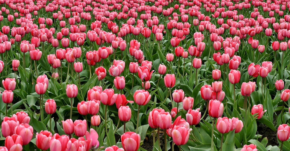 découvrez nos terrasses en teck de haute qualité, élégantes et durables, parfaites pour embellir et valoriser votre espace extérieur.