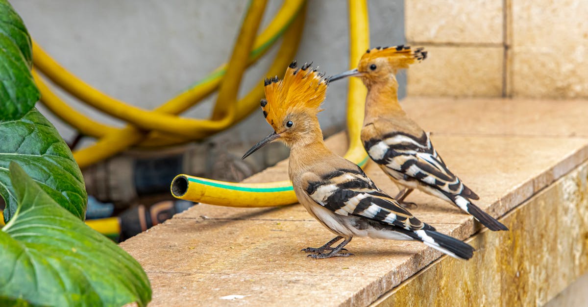 découvrez nos dalles de terrasse sur plots, une solution pratique et esthétique pour créer une surface surélevée, durable et facile à entretenir.