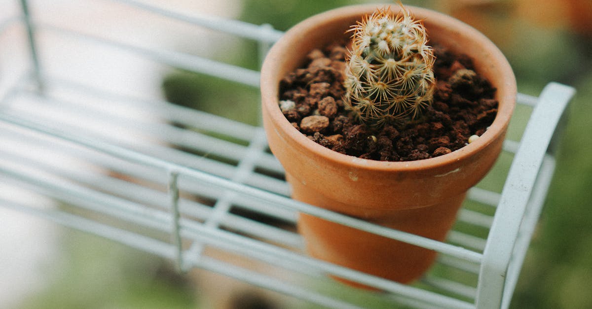 découvrez terracotta terraces, un lieu unique où l'élégance rustique rencontre le charme naturel des terres en terre cuite.