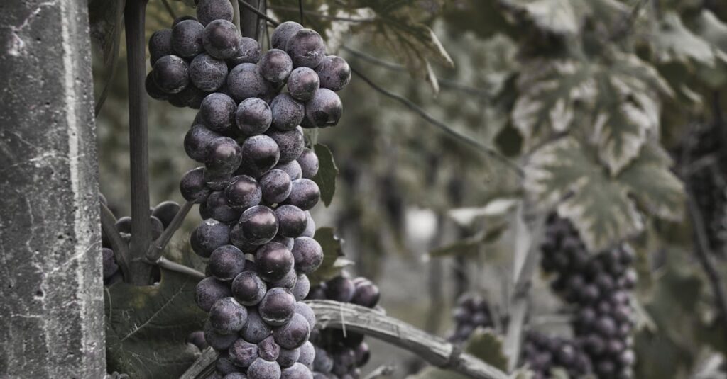 Tout savoir sur la fosse septique en béton : le guide ultime découvrez notre fosse septique en béton durable et résistante, conçue pour une gestion efficace des eaux usées. idéale pour les installations domestiques et rurales.