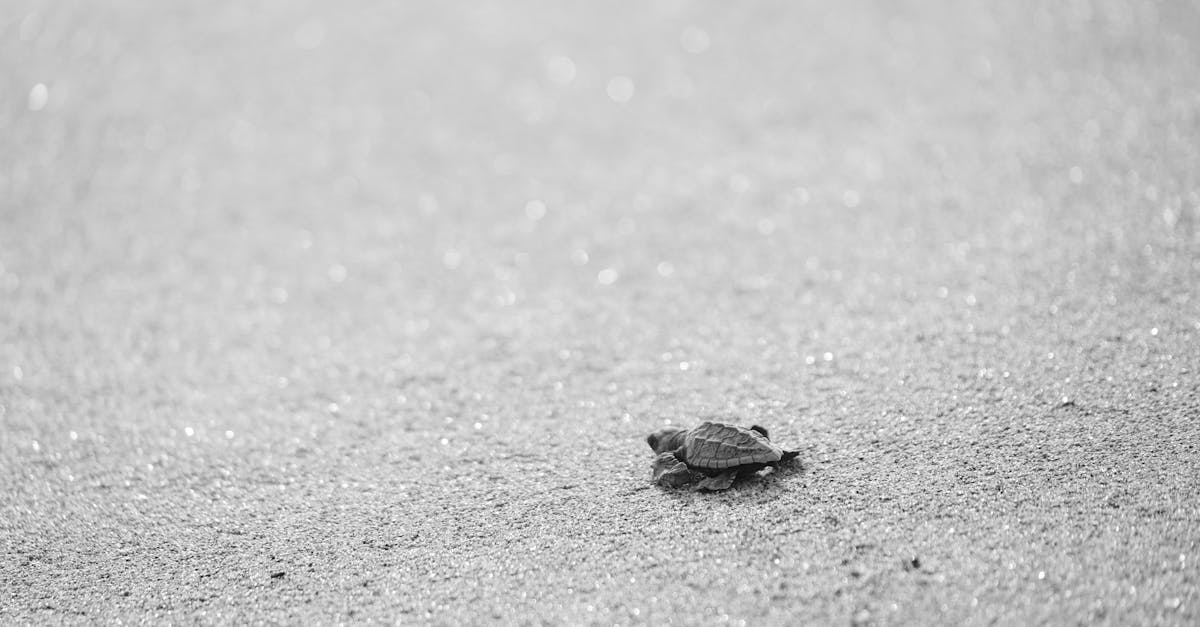 découvrez comment transformer votre vide sanitaire en un espace habitable fonctionnel et confortable grâce à nos conseils et solutions de conversion de vide sanitaire.