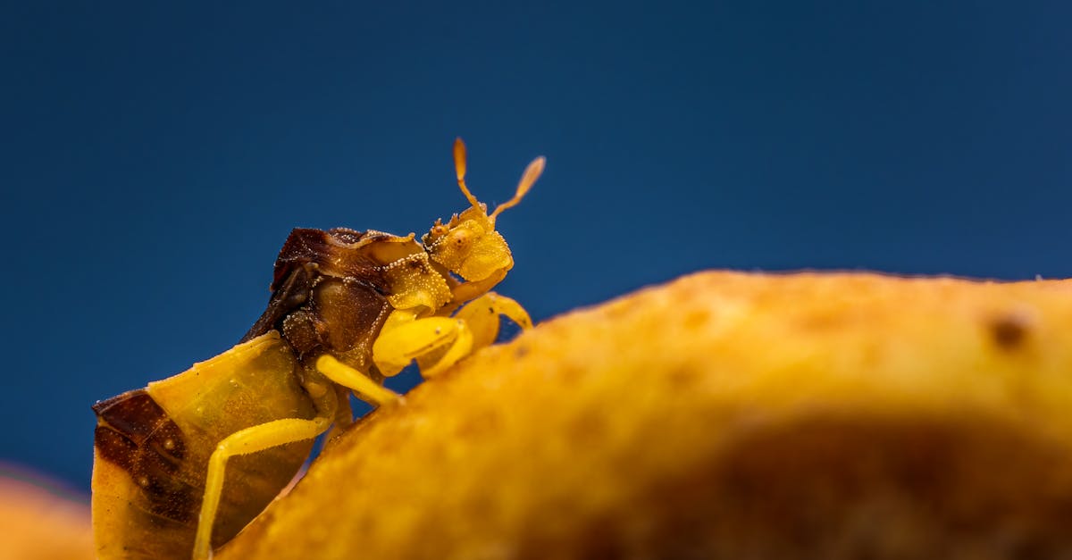 découvrez les avantages de la conversion de vide sanitaire pour optimiser l'espace de votre maison, améliorer l'isolation et augmenter la valeur immobilière.