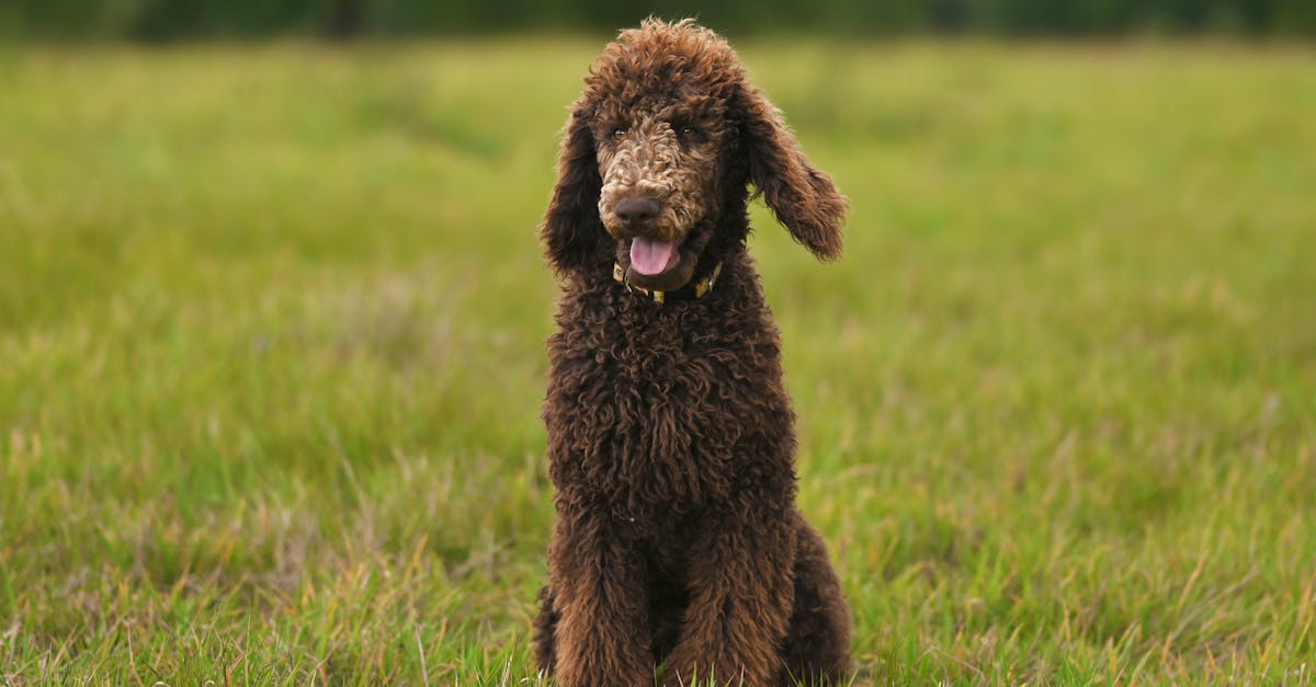 découvrez les normes essentielles des garde-corps pour assurer la sécurité et la conformité dans tous vos projets de construction et d'aménagement.
