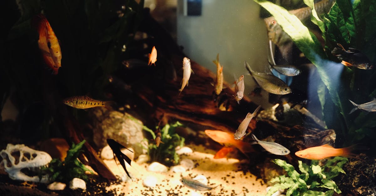 entretien de fosse septique : conseils essentiels pour assurer le bon fonctionnement, prévenir les pannes et prolonger la durée de vie de votre système d'assainissement.