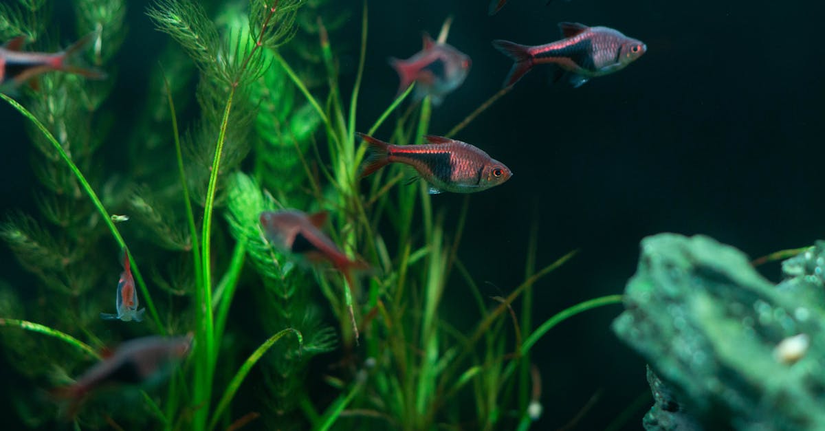 entretien de fosse septique : conseils pratiques pour préserver son bon fonctionnement et éviter les pannes.