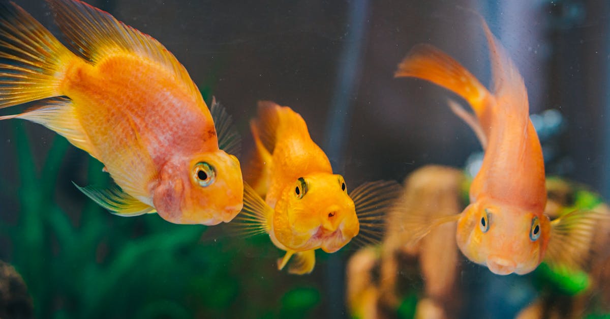 entretien de fosse septique : guide complet pour préserver l'efficacité de votre système d'assainissement et éviter les problèmes coûteux.