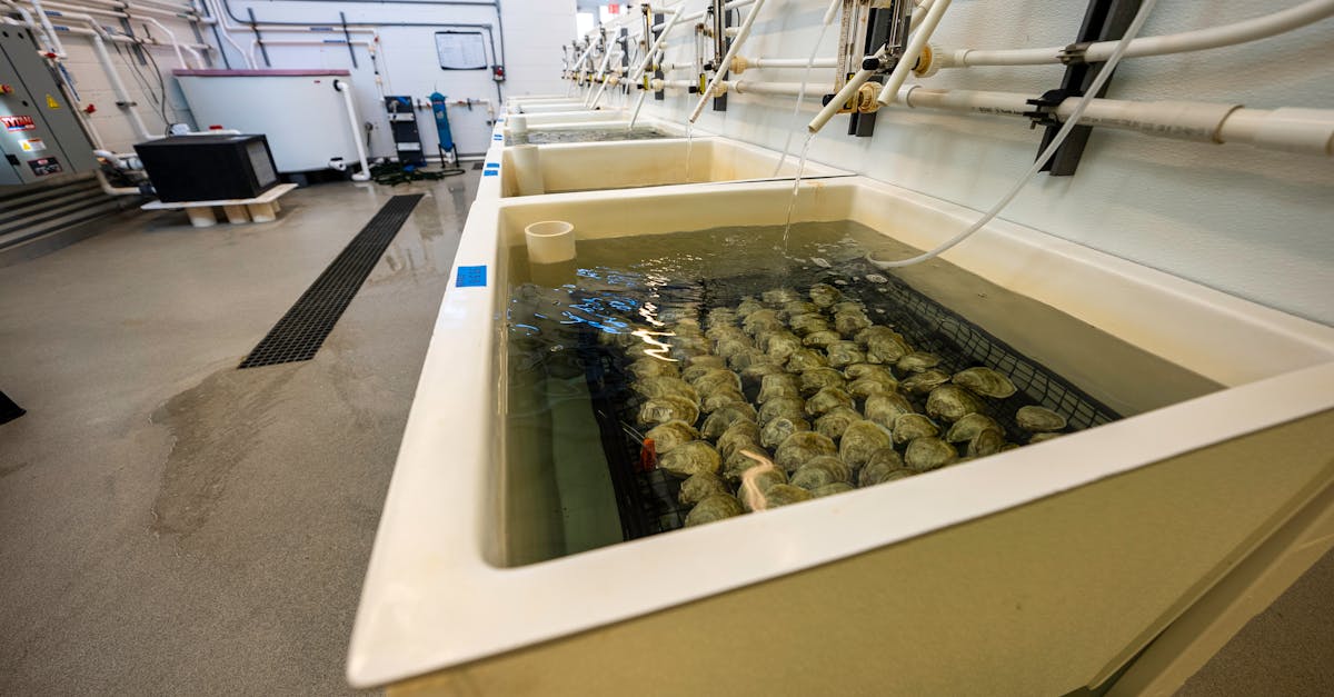 entretien de fosse septique : conseils pratiques pour assurer le bon fonctionnement, prévenir les obstructions et prolonger la durée de vie de votre système d'assainissement.