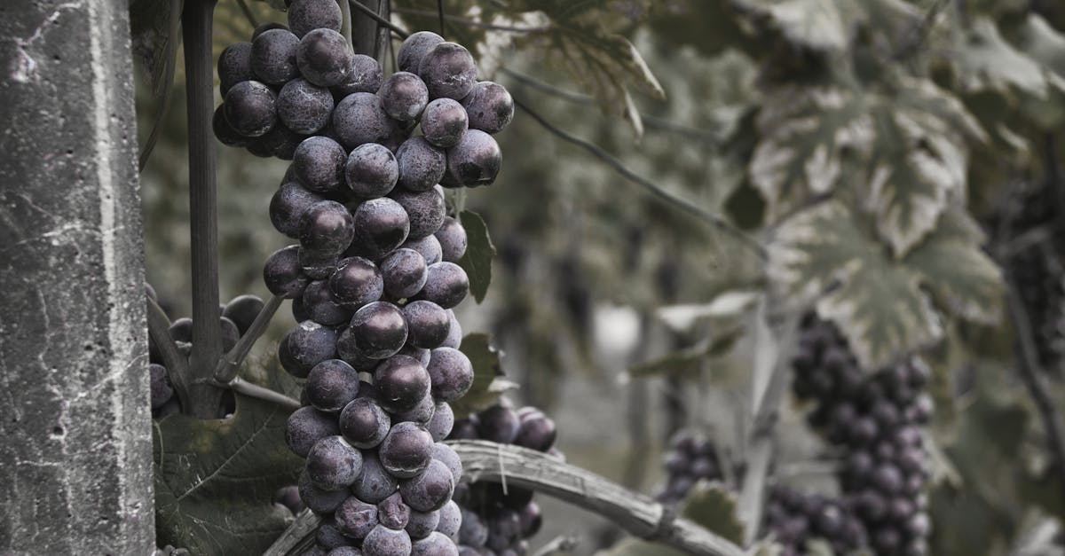 découvrez les réglementations essentielles concernant les fosses septiques pour assurer leur conformité, sécurité et entretien efficace.