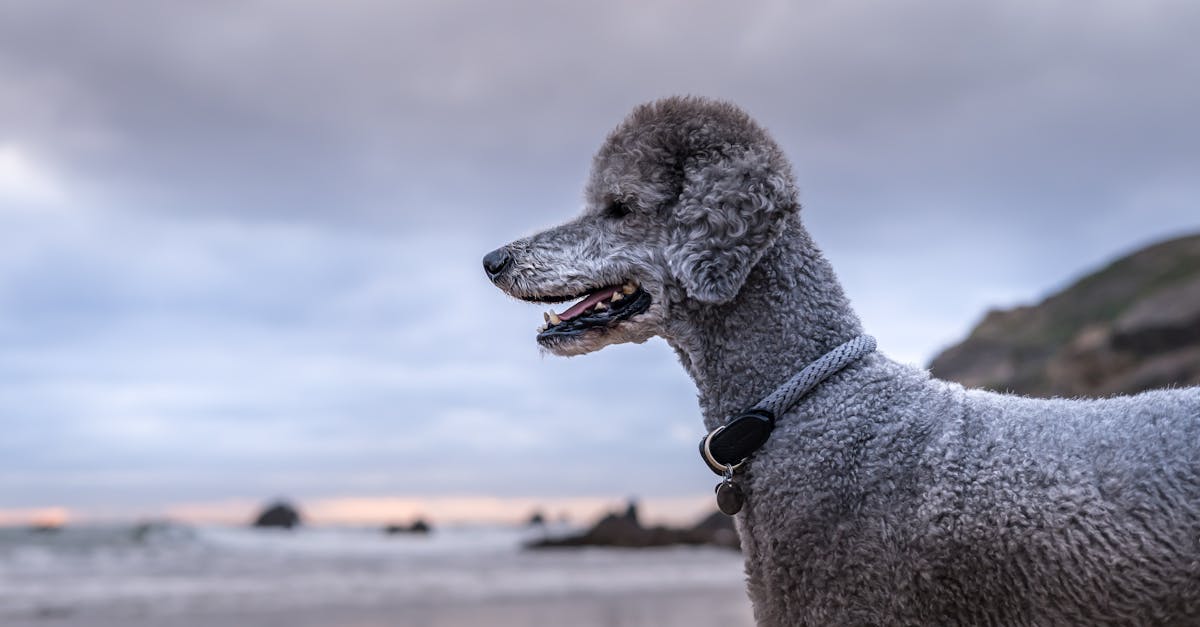 découvrez les dimensions standard pour divers produits et applications afin de garantir compatibilité et fonctionnalité optimales.